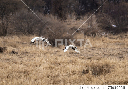 Crane, Cheolwon-gun, Gangwon-do 75030636