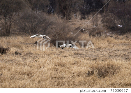 Crane, Cheolwon-gun, Gangwon-do 75030637