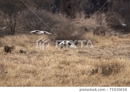 Crane, Cheolwon-gun, Gangwon-do 75030638