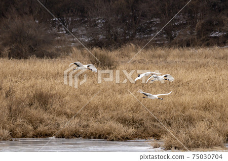 起重機，Cheolwon-gun，江原道 75030704