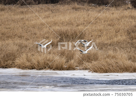 Crane, Cheolwon-gun, Gangwon-do 75030705