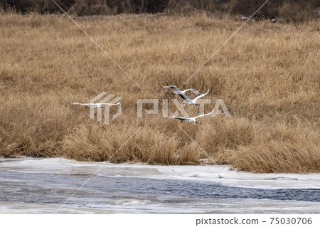 Crane, Cheolwon-gun, Gangwon-do 75030706