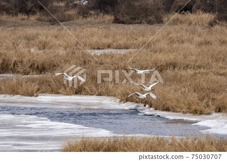 Crane, Cheolwon-gun, Gangwon-do Crane, Cheolwon-gun, Gangwon-do 75030707