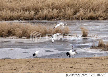 Crane, Cheolwon-gun, Gangwon-do 75030723