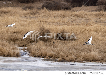 Crane, Cheolwon-gun, Gangwon-do 75030732
