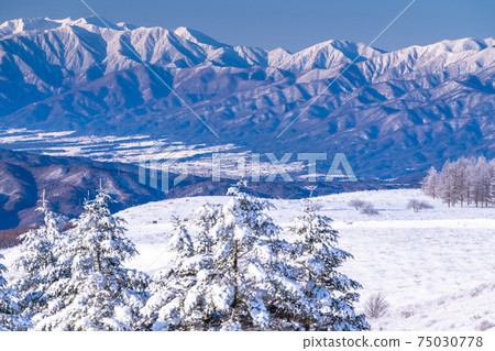 《Nagano Prefecture》 Kirigamine plateau in winter, a primeval forest of hoarfrost 75030778