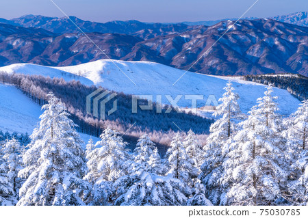 《Nagano Prefecture》 Kirigamine plateau in winter, a primeval forest of hoarfrost 75030785