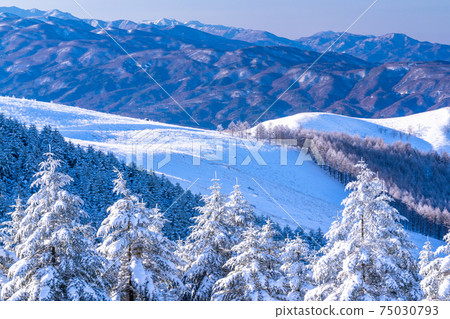 《Nagano Prefecture》 Kirigamine plateau in winter, a primeval forest of hoarfrost 《Nagano Prefecture》 Kirigamine plateau in winter, a primeval forest of hoarfrost 75030793