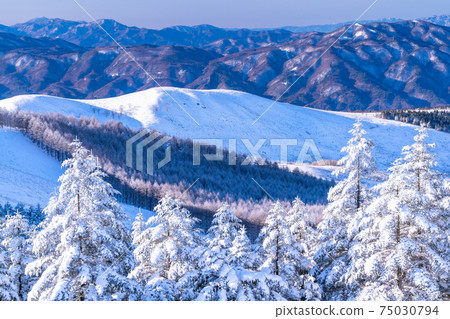 《Nagano Prefecture》 Kirigamine plateau in winter, a primeval forest of hoarfrost 75030794