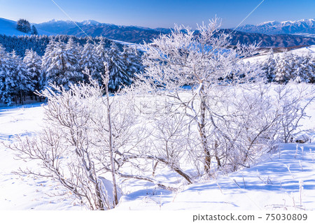《Nagano Prefecture》 Kirigamine plateau in winter, a primeval forest of hoarfrost 75030809