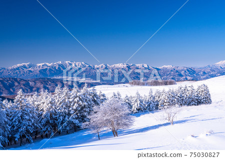 《Nagano Prefecture》 Kirigamine plateau in winter, a primeval forest of hoarfrost 75030827