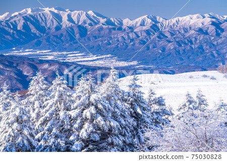 《Nagano Prefecture》 Kirigamine plateau in winter, a primeval forest of hoarfrost 75030828