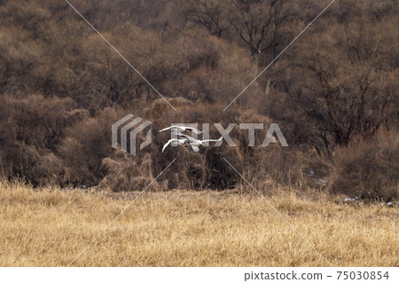 Crane, Cheolwon-gun, Gangwon-do Crane, Cheolwon-gun, Gangwon-do 75030854