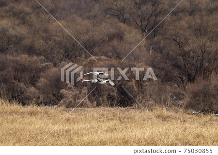 Crane, Cheolwon-gun, Gangwon-do 75030855