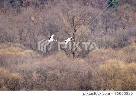 Crane, Cheolwon-gun, Gangwon-do Crane, Cheolwon-gun, Gangwon-do 75030856