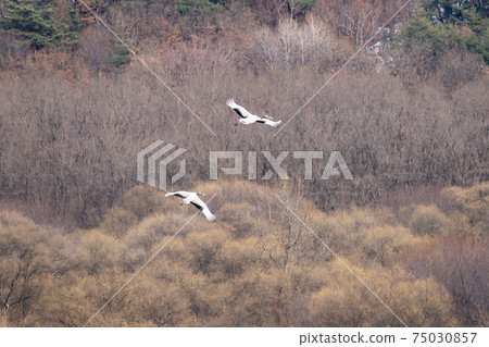 起重機,Cheolwon-gun,江原道 起重機,Cheolwon-gun,江原道 75030857