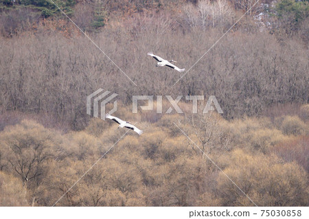 Crane, Cheolwon-gun, Gangwon-do 75030858