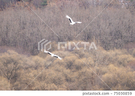 Crane, Cheolwon-gun, Gangwon-do 75030859