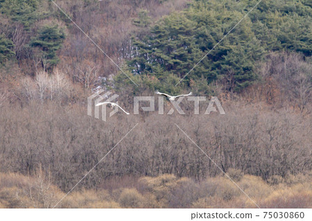Crane, Cheolwon-gun, Gangwon-do Crane, Cheolwon-gun, Gangwon-do 75030860