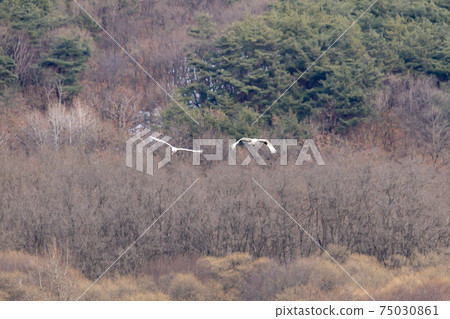 起重機,Cheolwon-gun,江原道 起重機,Cheolwon-gun,江原道 75030861