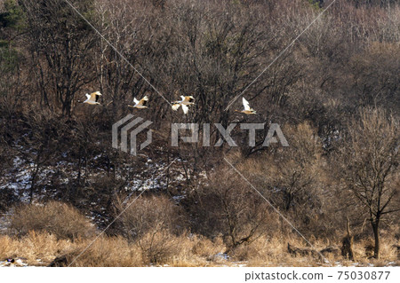 起重機,Cheolwon-gun,江原道 起重機,Cheolwon-gun,江原道 75030877