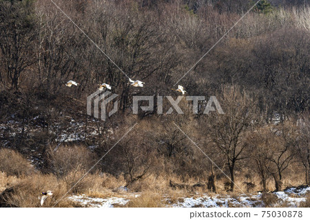 Crane, Cheolwon-gun, Gangwon-do Crane, Cheolwon-gun, Gangwon-do 75030878