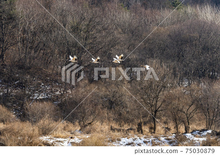 Crane, Cheolwon-gun, Gangwon-do Crane, Cheolwon-gun, Gangwon-do 75030879