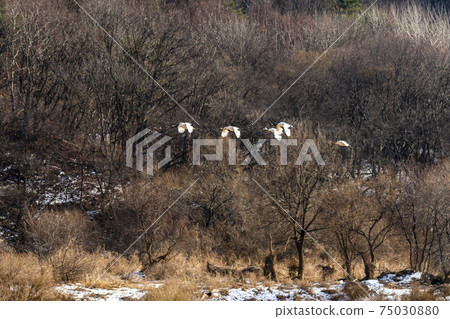 Crane, Cheolwon-gun, Gangwon-do Crane, Cheolwon-gun, Gangwon-do 75030880