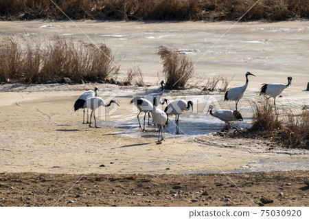 Crane, Cheolwon-gun, Gangwon-do Crane, Cheolwon-gun, Gangwon-do 75030920