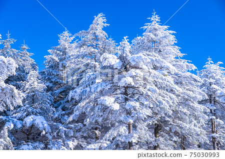 《Nagano Prefecture》 Kirigamine plateau in winter, a primeval forest of hoarfrost 《Nagano Prefecture》 Kirigamine plateau in winter, a primeval forest of hoarfrost 75030993