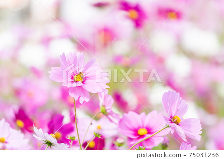 Cosmos (autumn image) 75031236