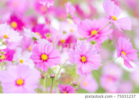 Cosmos (autumn image) Cosmos (autumn image) 75031237