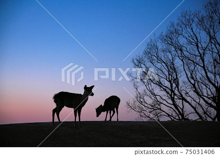 [Deer on Mt. Wakakusa, Nara (evening)] Shibatsuji-cho, Nara City, Nara Prefecture 75031406