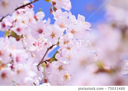 Cherry Blossoms Cherry Blossoms 75031480