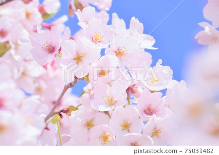Cherry Blossoms Cherry Blossoms 75031482