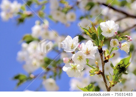 Sakura Oshima Sakura Sakura Oshima Sakura 75031483