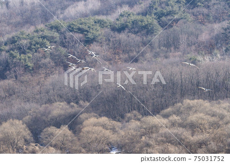 White-naped cranes, Cheolwon-gun, Gangwon-do White-naped cranes, Cheolwon-gun, Gangwon-do 75031752