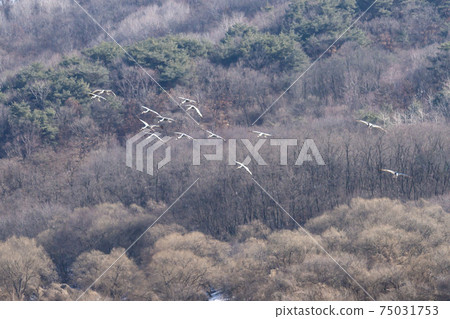 White-naped cranes, Cheolwon-gun, Gangwon-do White-naped cranes, Cheolwon-gun, Gangwon-do 75031753
