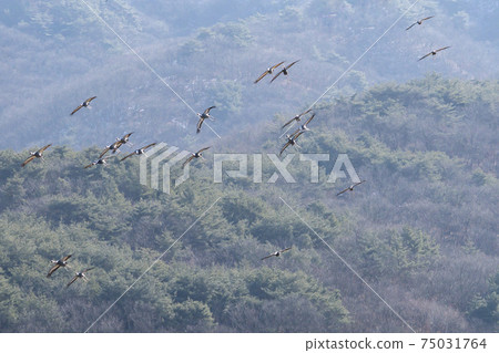 白枕鶴,Chewwon-gun,江原道 白枕鶴,Chewwon-gun,江原道 75031764