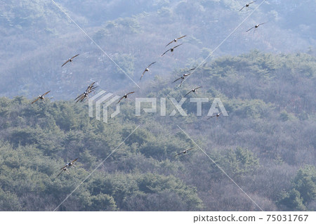 White-naped cranes, Cheolwon-gun, Gangwon-do White-naped cranes, Cheolwon-gun, Gangwon-do 75031767