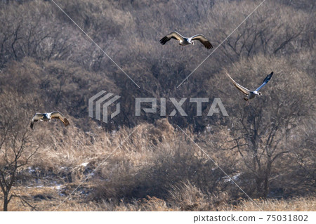 White-naped cranes, Cheolwon-gun, Gangwon-do White-naped cranes, Cheolwon-gun, Gangwon-do 75031802