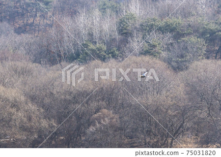 White-naped cranes, Cheolwon-gun, Gangwon-do White-naped cranes, Cheolwon-gun, Gangwon-do 75031820