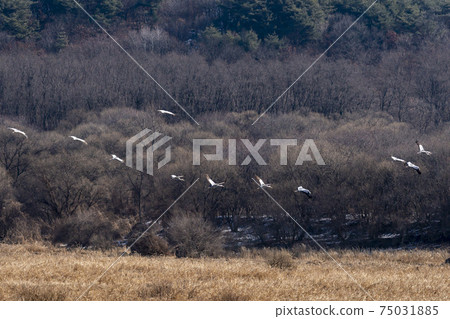 白枕鶴，Chewwon-gun，江原道 75031885