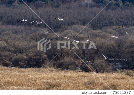 White-naped cranes, Cheolwon-gun, Gangwon-do 75031887