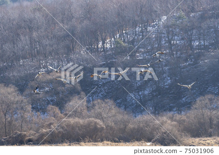 White-naped cranes, Cheolwon-gun, Gangwon-do White-naped cranes, Cheolwon-gun, Gangwon-do 75031906