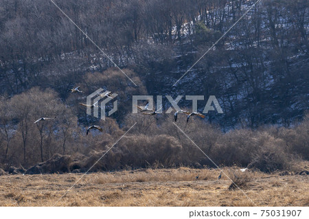白枕鶴,Chewwon-gun,江原道 白枕鶴,Chewwon-gun,江原道 75031907