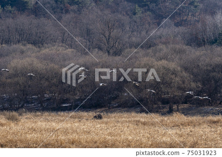 White-naped cranes, Cheolwon-gun, Gangwon-do 75031923