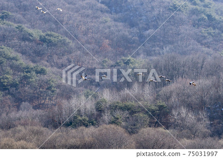 White-naped cranes, Cheolwon-gun, Gangwon-do White-naped cranes, Cheolwon-gun, Gangwon-do 75031997