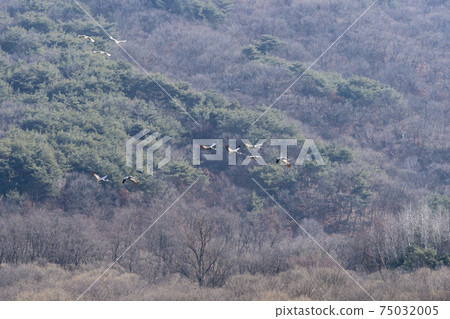 White-naped cranes, Cheolwon-gun, Gangwon-do 75032005
