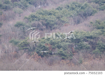 白枕鶴，Chewwon-gun，江原道 75032103